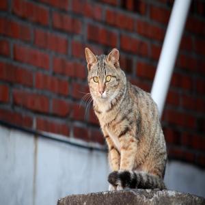 고양이 탈모 원인과 대처법 집사 필독 문제 해결 팁 공유